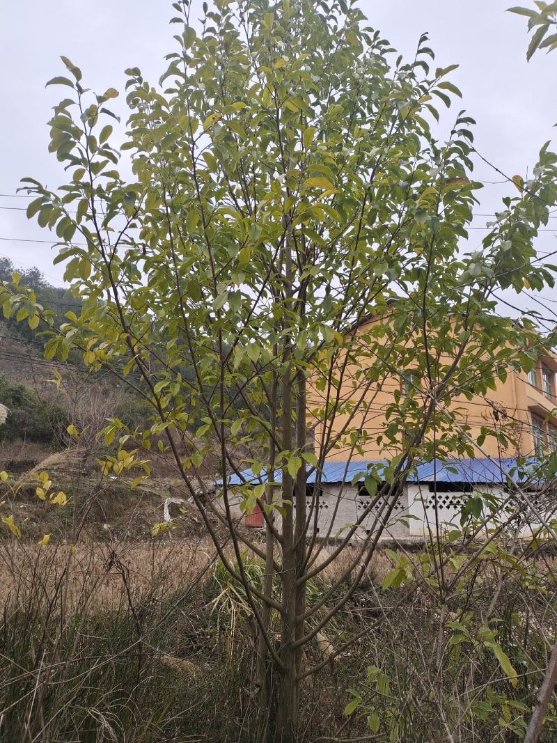 8公分乐昌含笑（苗圃直供，树型精品，价格实惠）