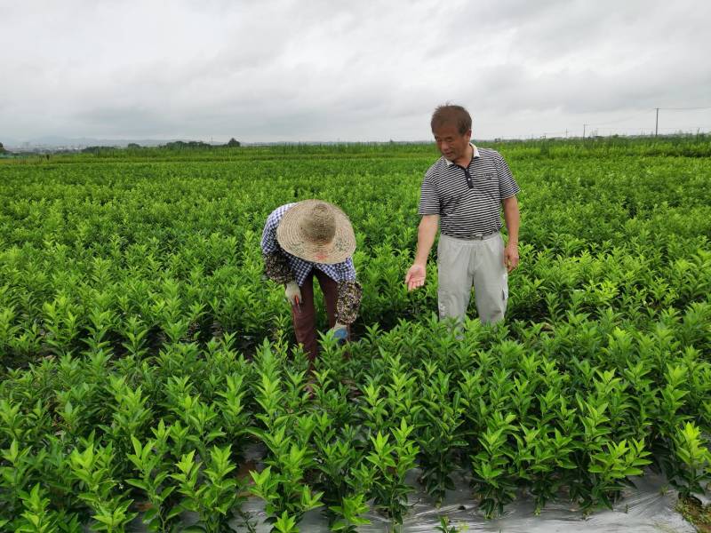 枳壳苗江西商州枳壳臭橙嫁接苗
