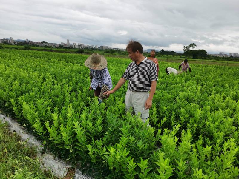 枳壳苗江西商州枳壳臭橙嫁接苗