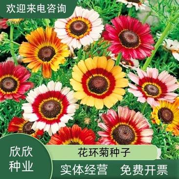花环菊种子多年生混色三色菊花庭院盆栽花卉种籽四季易活花籽