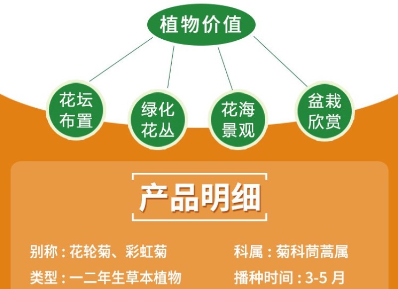 花环菊种子多年生混色三色菊花庭院盆栽花卉种籽四季易活花籽