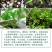 花环菊种子多年生混色三色菊花庭院盆栽花卉种籽四季易活花籽
