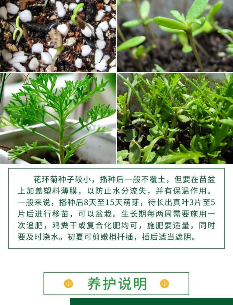 花环菊种子多年生混色三色菊花庭院盆栽花卉种籽四季易活花籽