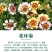 花环菊种子多年生混色三色菊花庭院盆栽花卉种籽四季易活花籽