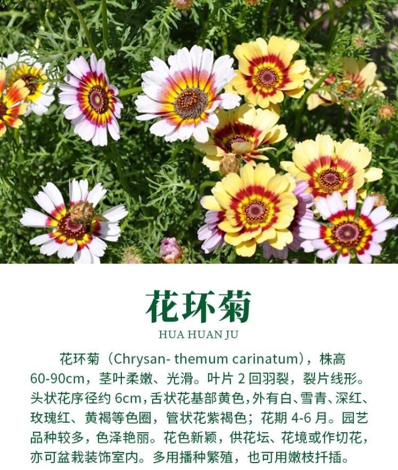 花环菊种子多年生混色三色菊花庭院盆栽花卉种籽四季易活花籽
