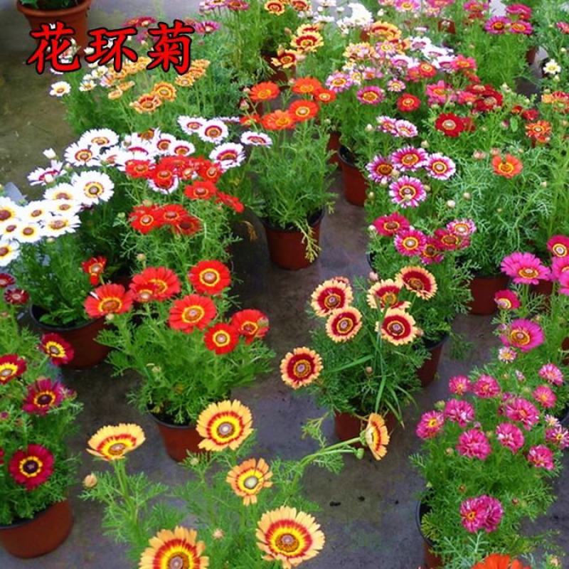 花环菊种子多年生混色三色菊花庭院盆栽花卉种籽四季易活花籽
