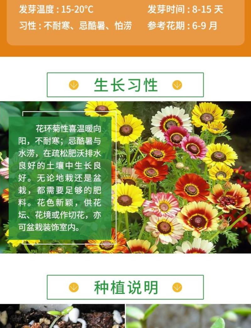 花环菊种子多年生混色三色菊花庭院盆栽花卉种籽四季易活花籽