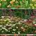 花环菊种子多年生混色三色菊花庭院盆栽花卉种籽四季易活花籽