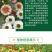花环菊种子多年生混色三色菊花庭院盆栽花卉种籽四季易活花籽