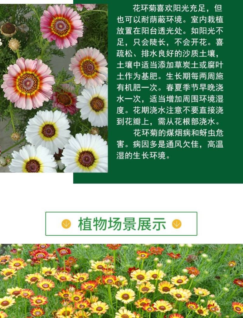 花环菊种子多年生混色三色菊花庭院盆栽花卉种籽四季易活花籽