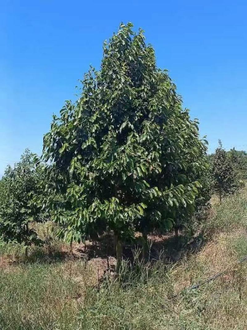 8公分乐昌含笑（苗圃直供，树型精品，价格实惠）