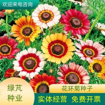 花环菊种子三色彩虹轮菊蒿子秆茼蒿菊花种籽花坛阳台盆栽易种