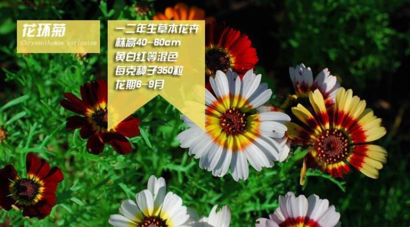 花环菊种子三色彩虹轮菊蒿子秆茼蒿菊花种籽花坛阳台盆栽易种