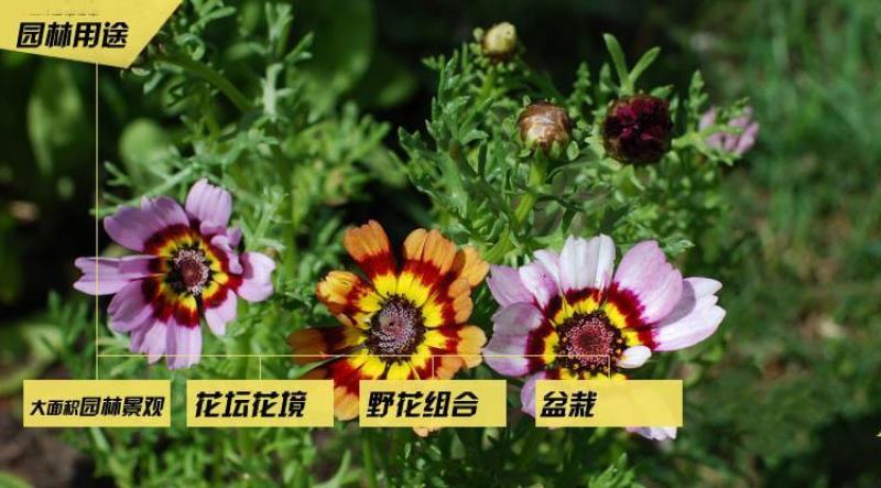 花环菊种子三色彩虹轮菊蒿子秆茼蒿菊花种籽花坛阳台盆栽易种