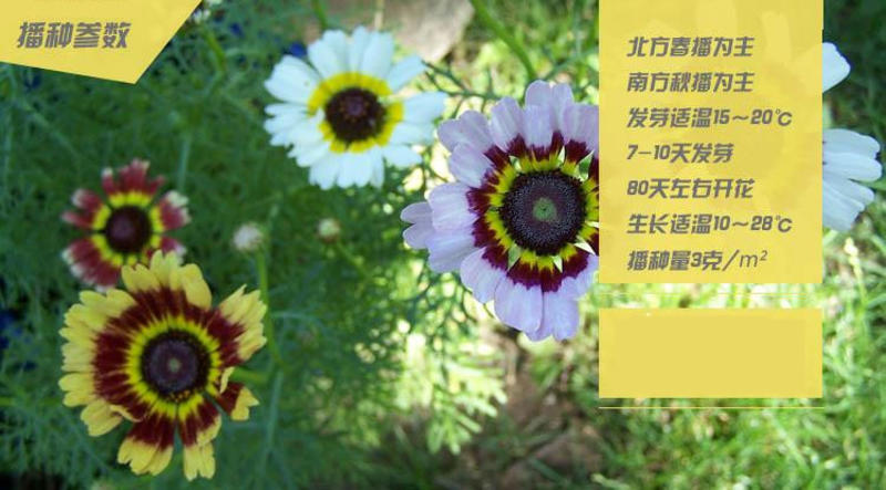 花环菊种子三色彩虹轮菊蒿子秆茼蒿菊花种籽花坛阳台盆栽易种