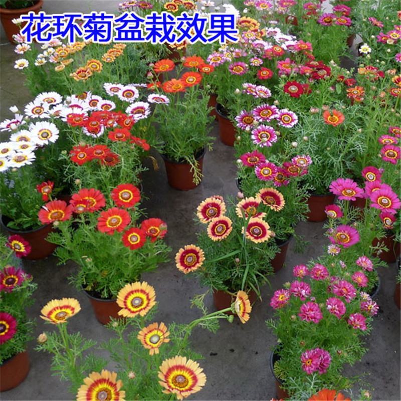 花环菊种子三色彩虹轮菊蒿子秆茼蒿菊花种籽花坛阳台盆栽易种