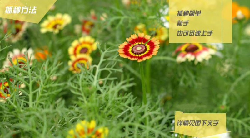 花环菊种子三色彩虹轮菊蒿子秆茼蒿菊花种籽花坛阳台盆栽易种