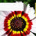 花环菊种子三色彩虹轮菊蒿子秆茼蒿菊花种籽花坛阳台盆栽易种