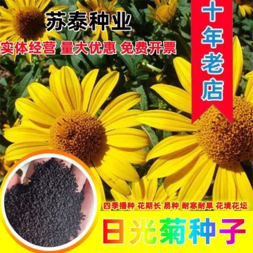 日光菊种子黑心菊赛菊芋种子四季易种庭院阳台种子景观花海