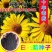 日光菊种子黑心菊赛菊芋种子四季易种庭院阳台种子景观花海