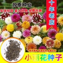 小丽花种子小丽菊小理花四季易种庭院阳台种子景观花海