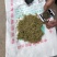 河南地产金银花