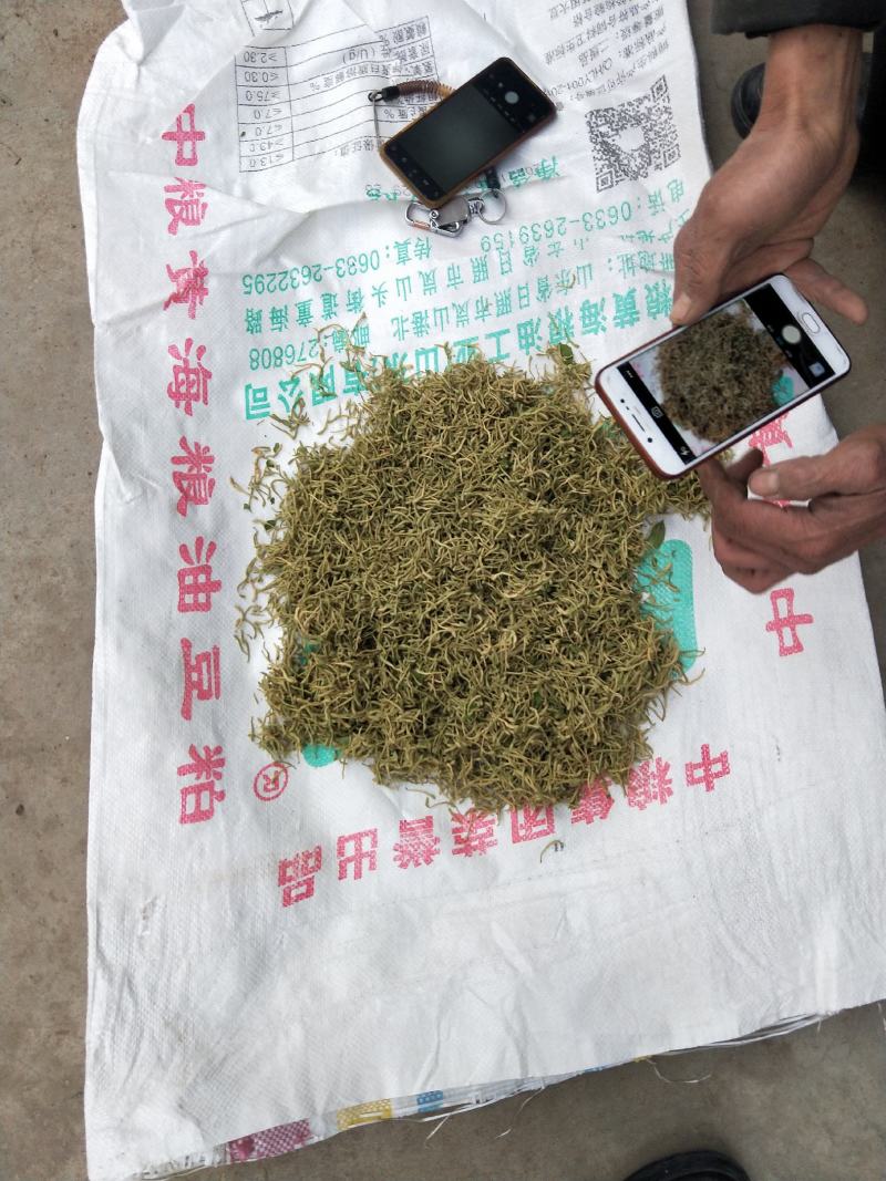 河南地产金银花