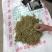 河南地产金银花