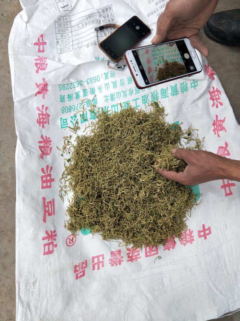 河南地产金银花