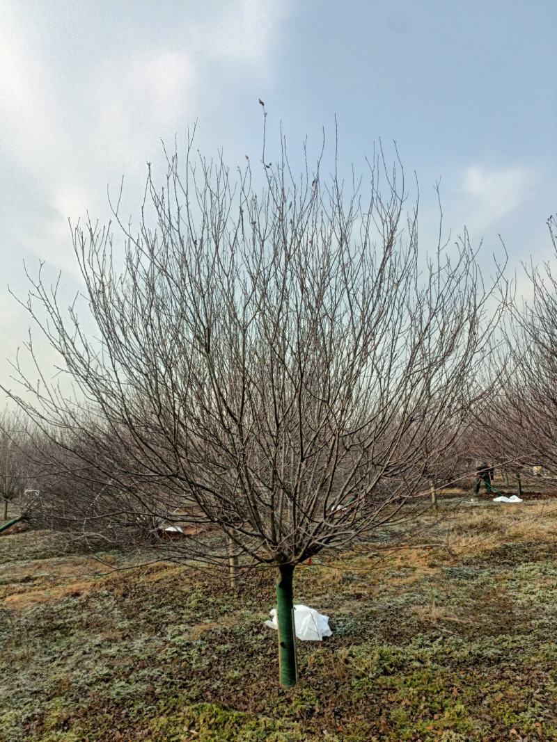 河南南阳供应3---30公分精品北美绚丽海棠
