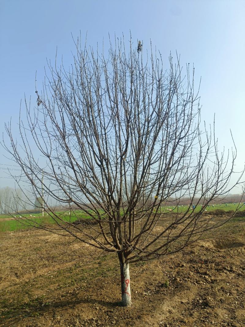 河南南阳供应3---30公分精品北美绚丽海棠