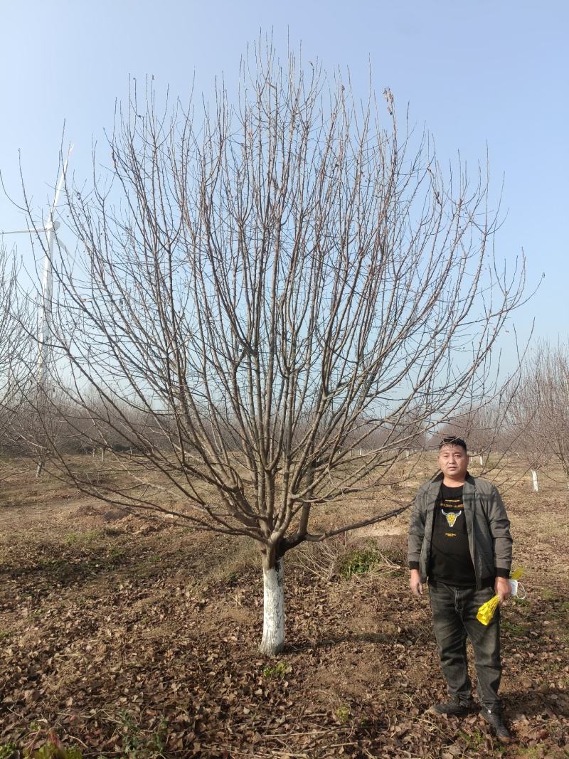 河南南阳供应3---30公分精品北美绚丽海棠
