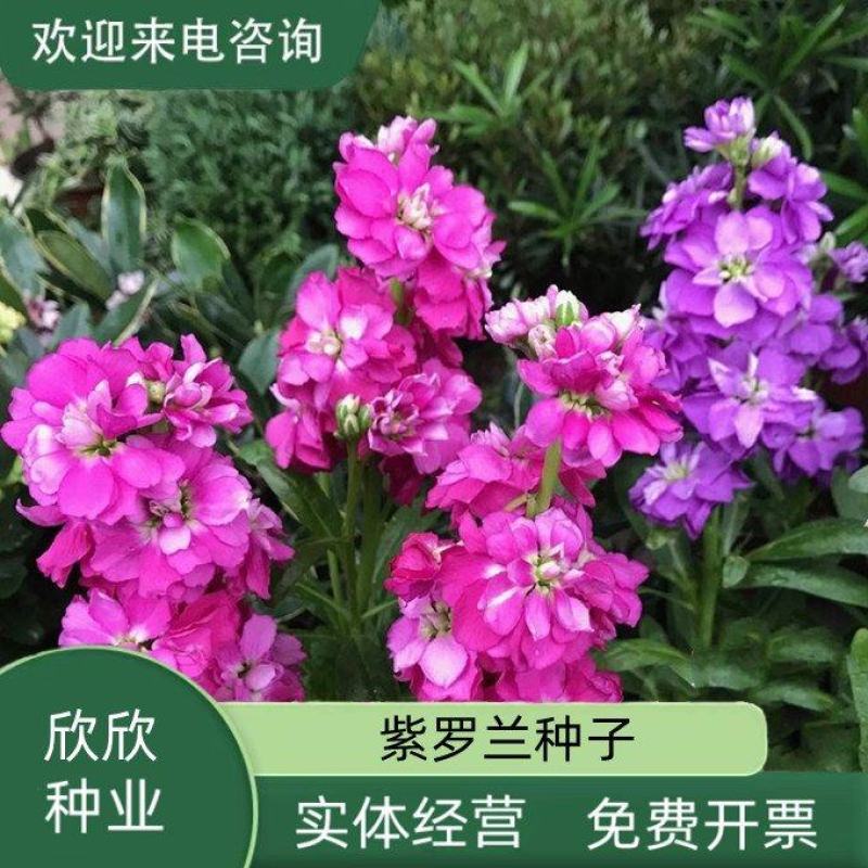 紫罗兰种子多年生室内阳台盆栽易活易种花卉春播夏播秋播籽