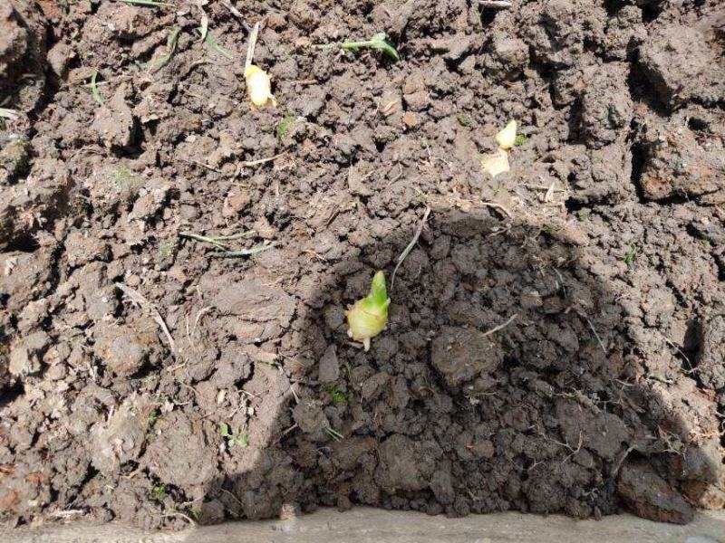 山东高产抗病毒姜种大量供应芽已发好直接种植全国发货