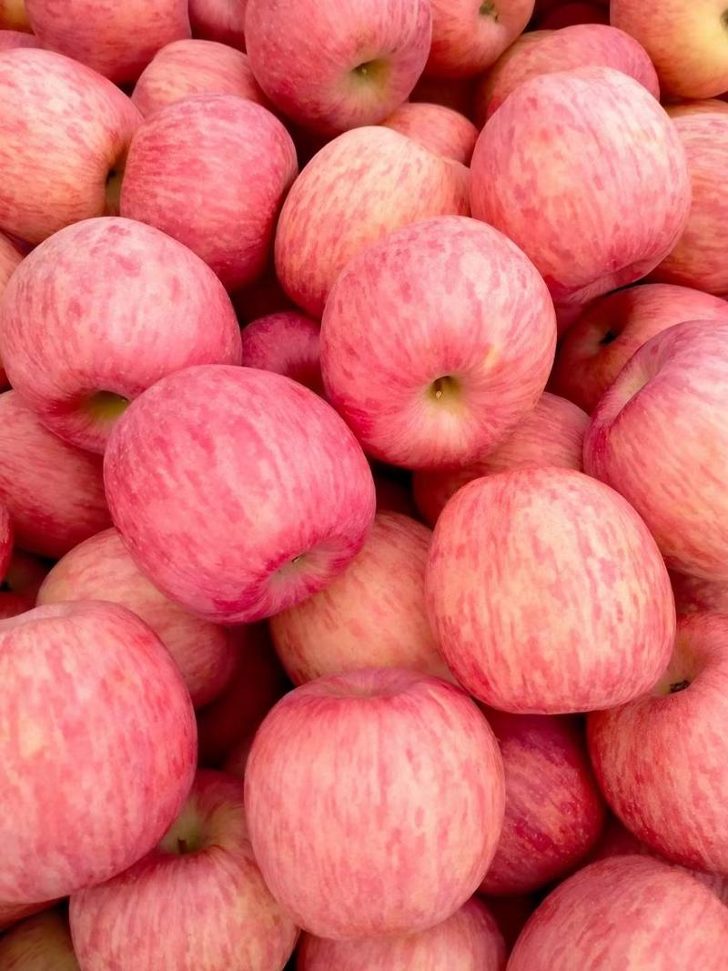山东精选冷库红富士苹果大量出库中，口感脆甜果面干净全国发