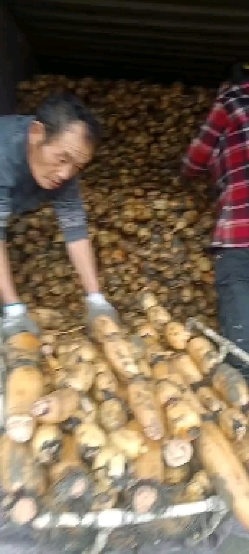 卾莲六号白莲藕，愿意做好质量品质，拥有长期的合作伙