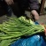 商河县精品蒜苔
