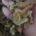 【黄精】中药材批发.质量保证规格齐全.