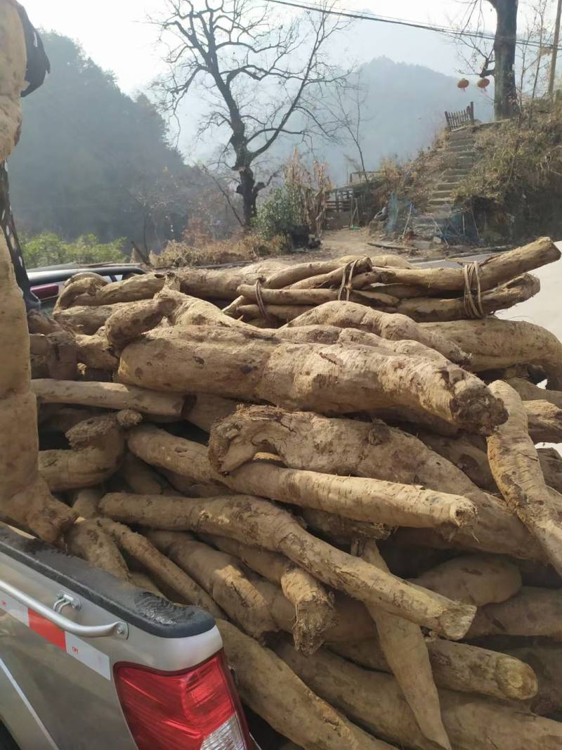 （包邮）大别山野生葛根粉手工葛根粉质量保证欢迎采购