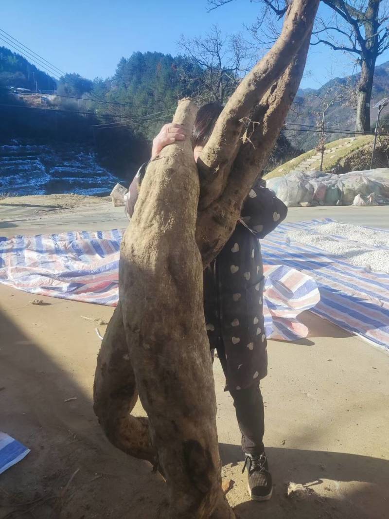 （包邮）大别山野生葛根粉手工葛根粉质量保证欢迎采购