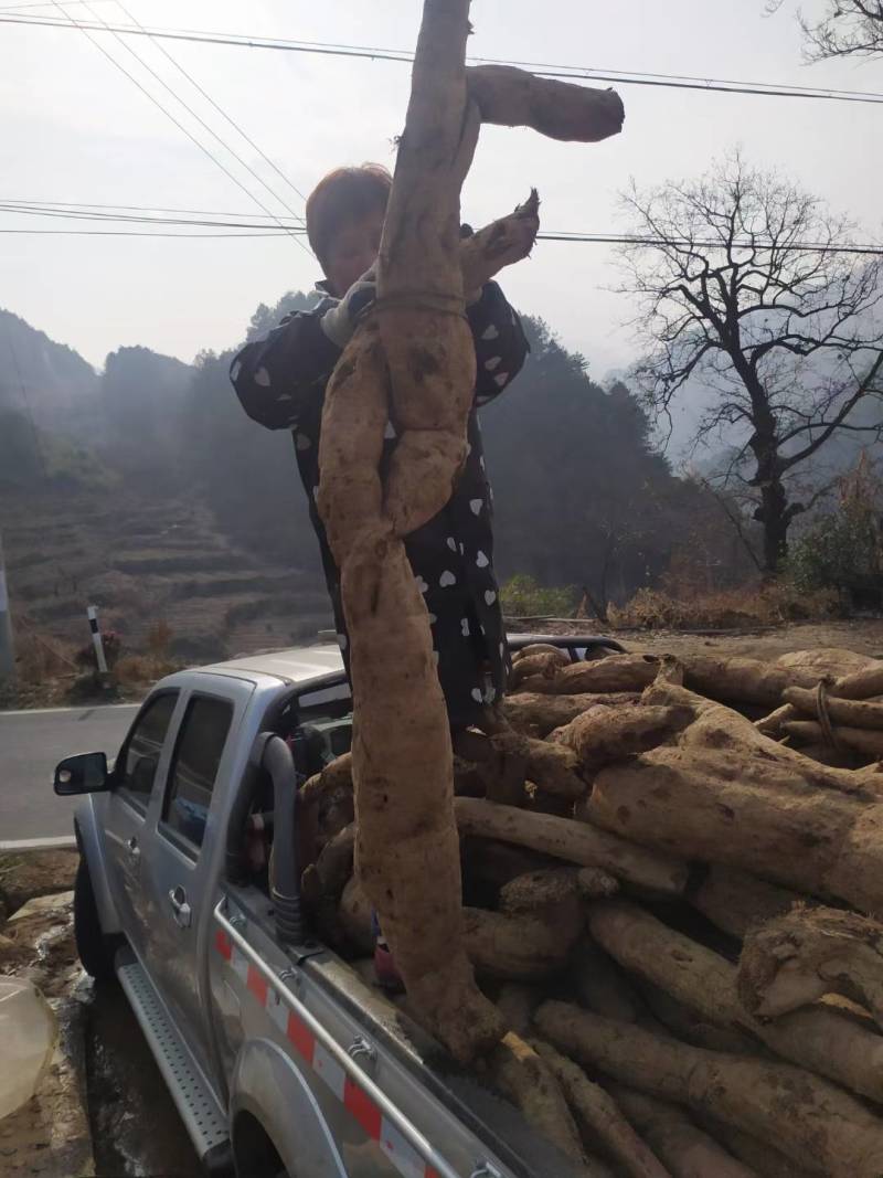 （包邮）大别山野生葛根粉手工葛根粉质量保证欢迎采购