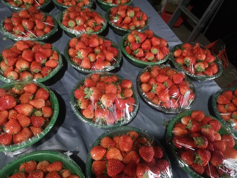 奶油草莓需要可以联系我量大从优，批发零售