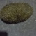 新鲜猪砂（600克）一个出售。