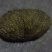 新鲜猪砂（600克）一个出售。