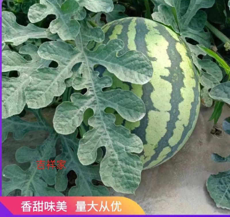 麒麟西瓜大量供应现货供应