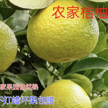 桔柚、阳光一号产地直销欢迎量大来谈