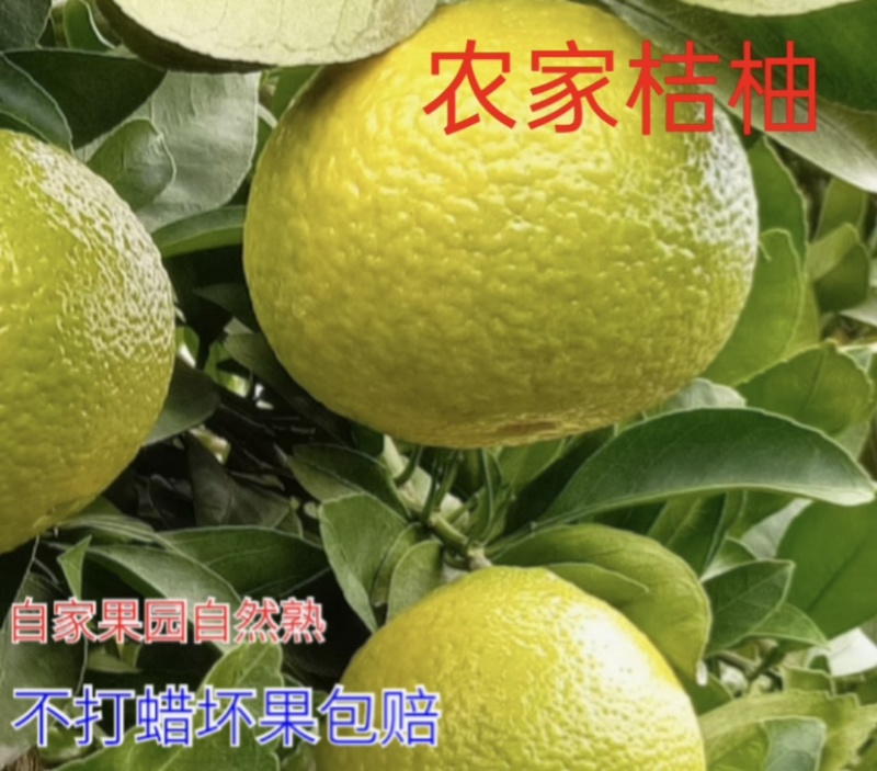 桔柚、阳光一号产地直销欢迎量大来谈