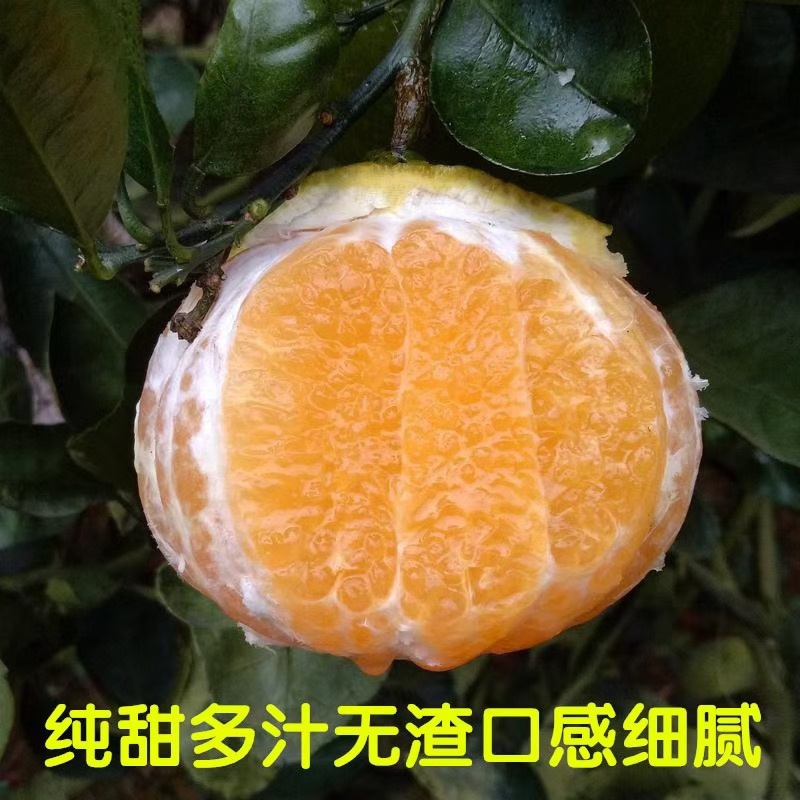 桔柚、阳光一号产地直销欢迎量大来谈