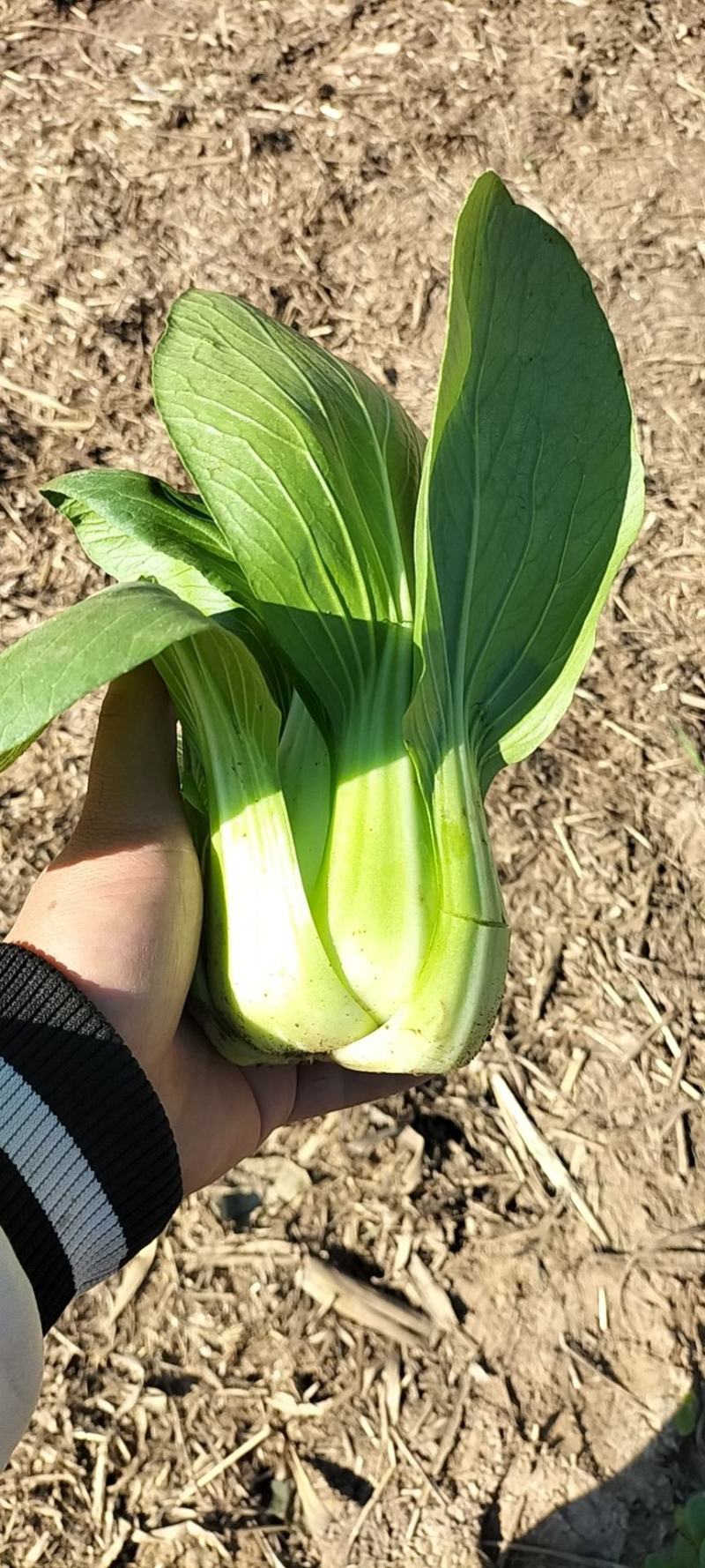 大颗油菜大颗上海青半斤供应包子馅饺子馅食品加工厂