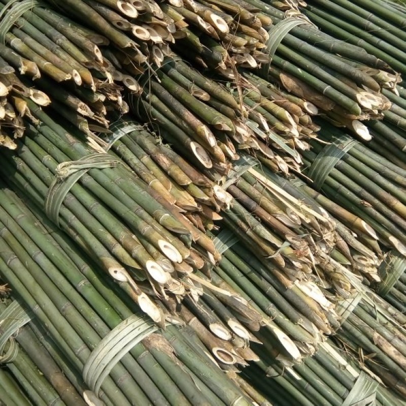 菜架竹子(欢迎来电），扶树竹竿，大棚竹竿，产地直销
